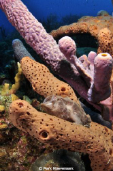 Yawning Frog Fish by Mark Hoevenaars 